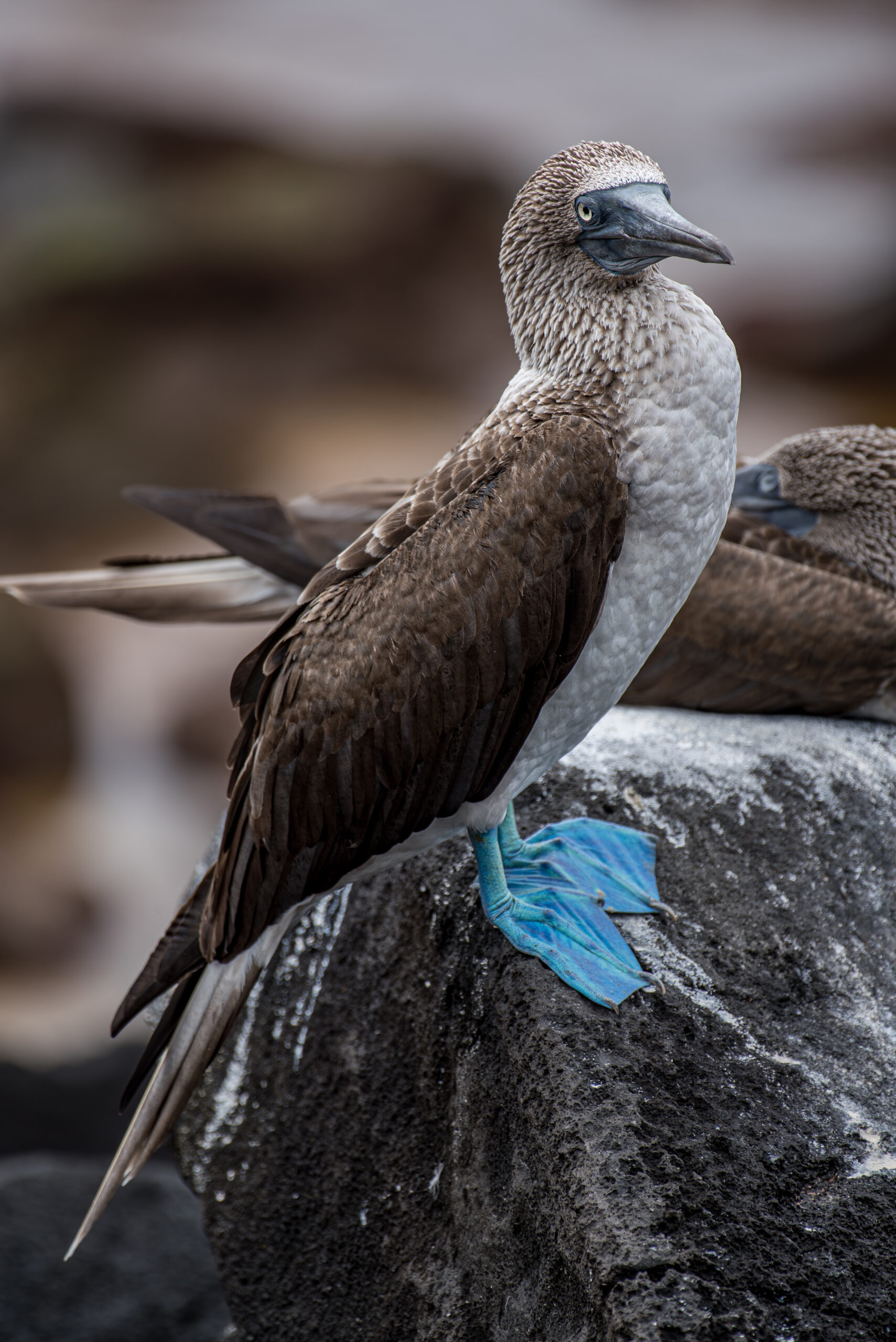 Blue footed boobie