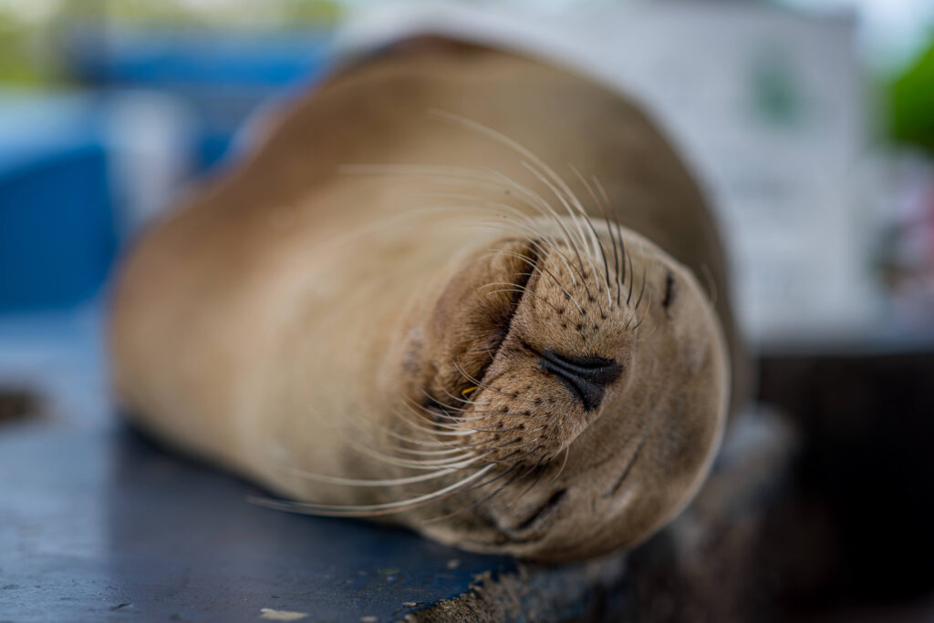 sleeping sealion