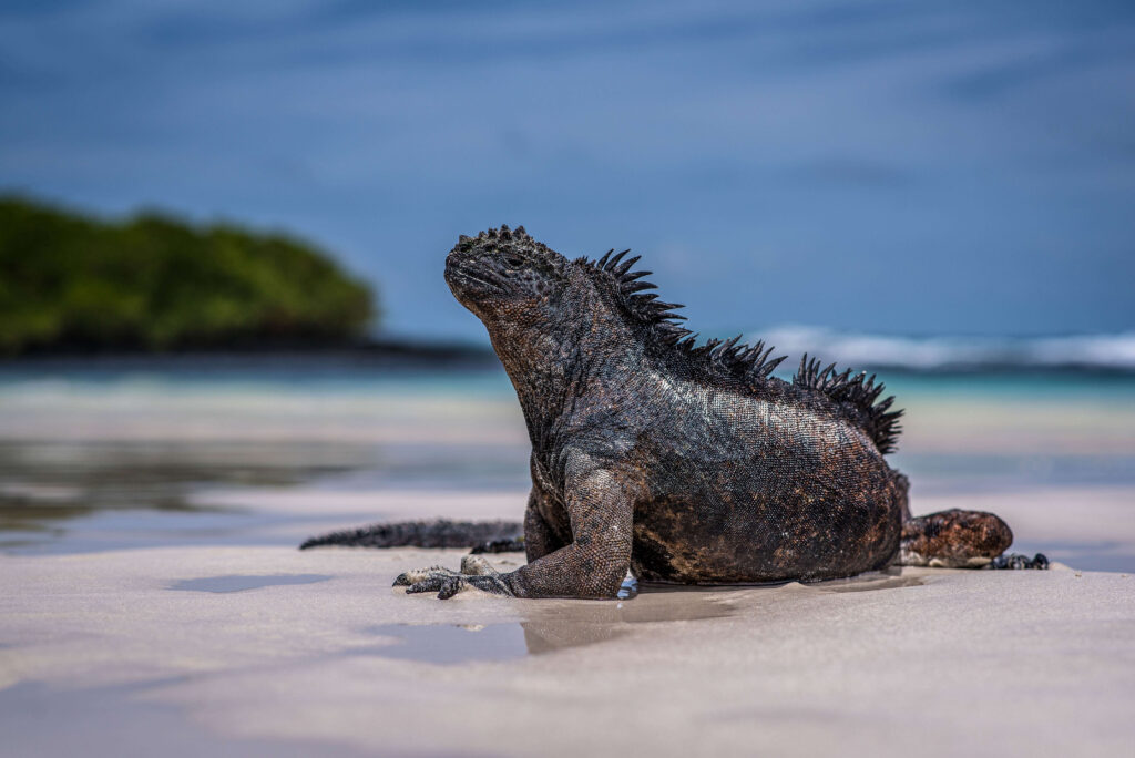 Marine Iguana