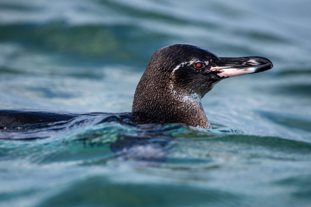 Galapagos Penguin