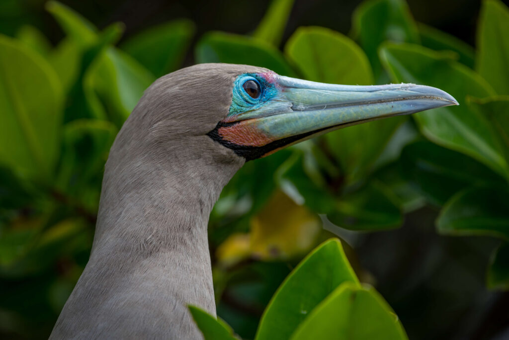 Red footed boobie