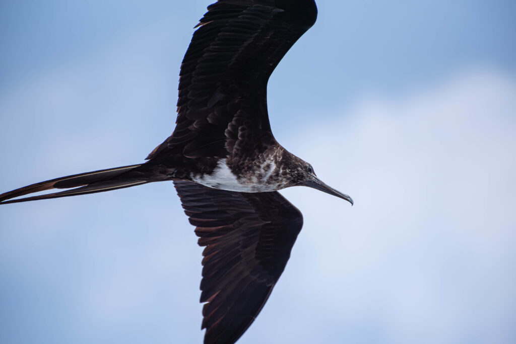Frigate Bird