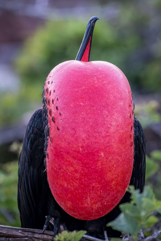 Frigate Bird