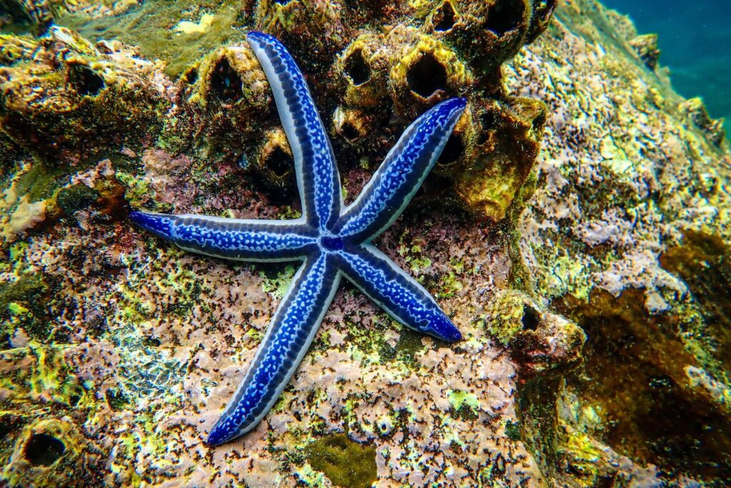 Star fish