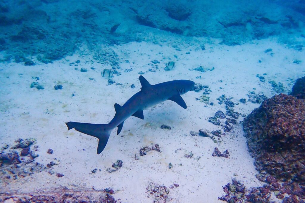 reef shark