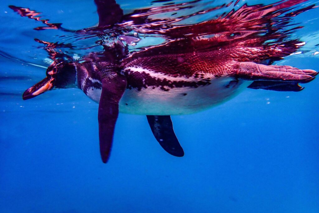 Penguin swimming