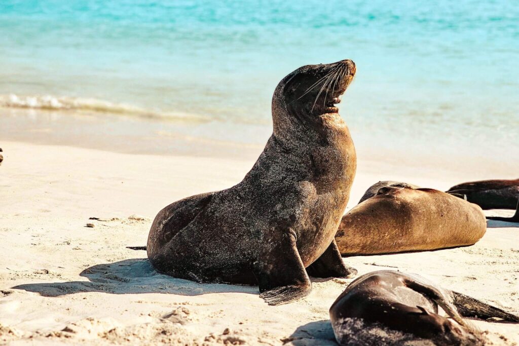 Sealion Galapagos