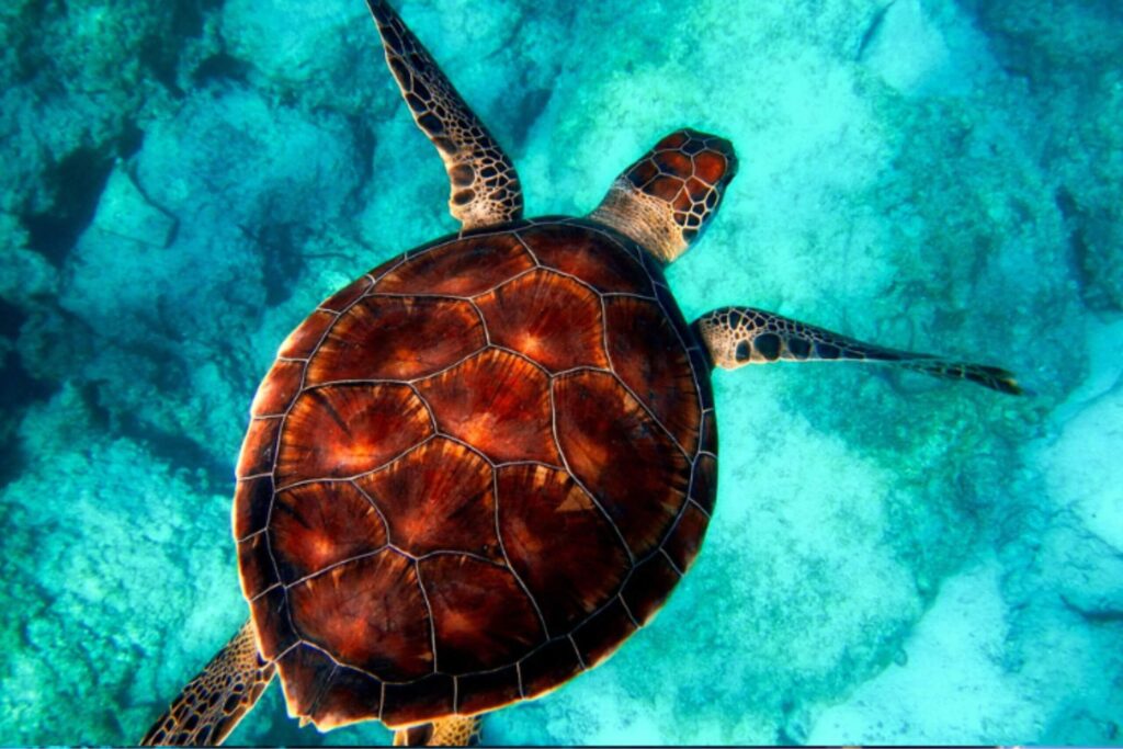 Sea turtle