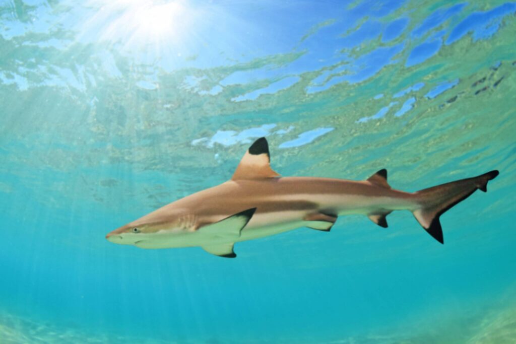Black tip reef shark