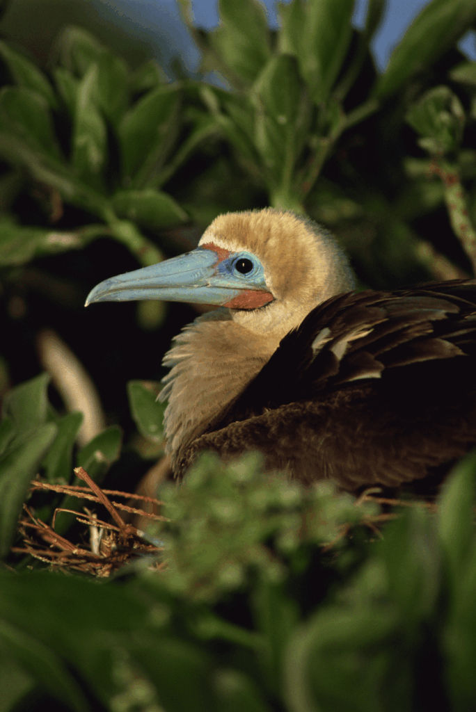 Red footed boobie